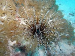 Unterwasserfotos Tauchbilder Tauchen Malapascua / Cebu / Philippinen