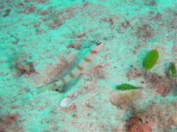 Unterwasserfotos Tauchbilder Tauchen Malapascua / Cebu / Philippinen