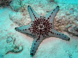 Unterwasserfotos Tauchbilder Tauchen Malapascua / Cebu / Philippinen