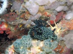 Unterwasserfotos Tauchbilder Tauchen Malapascua / Cebu / Philippinen