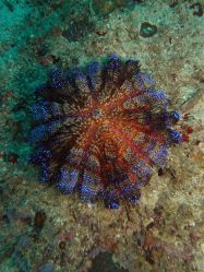 Unterwasserfotos Tauchbilder Tauchen Malapascua / Cebu / Philippinen