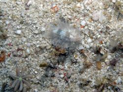 Unterwasserfotos Tauchbilder Tauchen Malapascua / Cebu / Philippinen