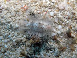 Unterwasserfotos Tauchbilder Tauchen Malapascua / Cebu / Philippinen