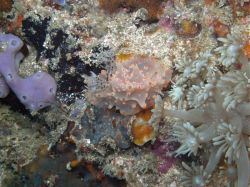 Unterwasserfotos Tauchbilder Tauchen Malapascua / Cebu / Philippinen