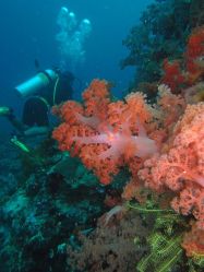 Unterwasserfotos Tauchbilder Tauchen Malapascua / Cebu / Philippinen