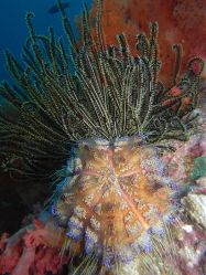 Unterwasserfotos Tauchbilder Tauchen Malapascua / Cebu / Philippinen