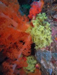 Unterwasserfotos Tauchbilder Tauchen Malapascua / Cebu / Philippinen