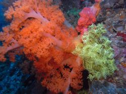 Unterwasserfotos Tauchbilder Tauchen Malapascua / Cebu / Philippinen