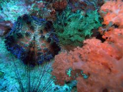 Unterwasserfotos Tauchbilder Tauchen Malapascua / Cebu / Philippinen