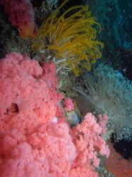 Unterwasserfotos Tauchbilder Tauchen Malapascua / Cebu / Philippinen