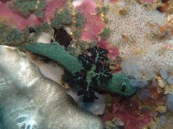 Unterwasserfotos Tauchbilder Tauchen Malapascua / Cebu / Philippinen