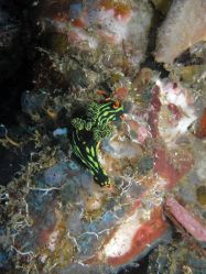 Unterwasserfotos Tauchbilder Tauchen Malapascua / Cebu / Philippinen
