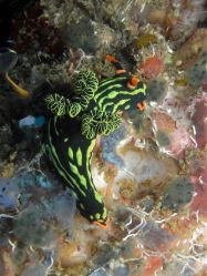 Unterwasserfotos Tauchbilder Tauchen Malapascua / Cebu / Philippinen