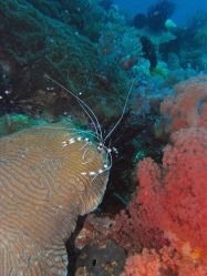 Unterwasserfotos Tauchbilder Tauchen Malapascua / Cebu / Philippinen