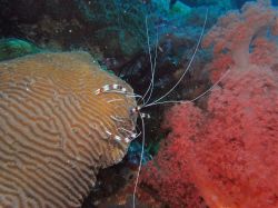 Unterwasserfotos Tauchbilder Tauchen Malapascua / Cebu / Philippinen