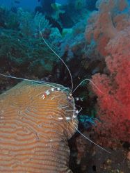 Unterwasserfotos Tauchbilder Tauchen Malapascua / Cebu / Philippinen