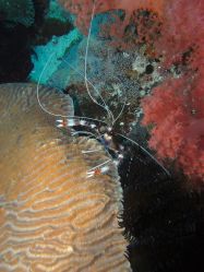 Unterwasserfotos Tauchbilder Tauchen Malapascua / Cebu / Philippinen