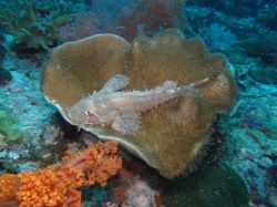 Unterwasserfotos Tauchbilder Tauchen Malapascua / Cebu / Philippinen