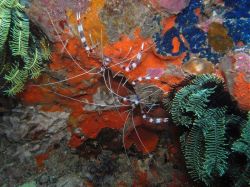 Unterwasserfotos Tauchbilder Tauchen Malapascua / Cebu / Philippinen