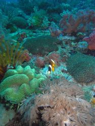 Unterwasserfotos Tauchbilder Tauchen Malapascua / Cebu / Philippinen