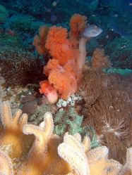 Unterwasserfotos Tauchbilder Tauchen Malapascua / Cebu / Philippinen