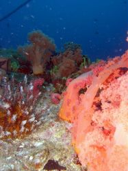 Unterwasserfotos Tauchbilder Tauchen Malapascua / Cebu / Philippinen
