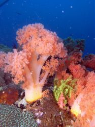 Unterwasserfotos Tauchbilder Tauchen Malapascua / Cebu / Philippinen