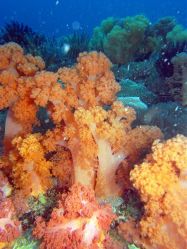 Unterwasserfotos Tauchbilder Tauchen Malapascua / Cebu / Philippinen