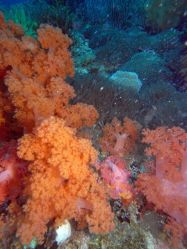 Unterwasserfotos Tauchbilder Tauchen Malapascua / Cebu / Philippinen