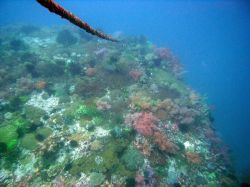 Unterwasserfotos Tauchbilder Tauchen Malapascua / Cebu / Philippinen