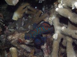 Unterwasserfotos Tauchbilder Tauchen Malapascua / Cebu / Philippinen