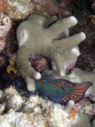 Unterwasserfotos Tauchbilder Tauchen Malapascua / Cebu / Philippinen