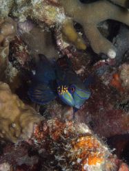 Unterwasserfotos Tauchbilder Tauchen Malapascua / Cebu / Philippinen