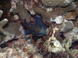 Unterwasserfotos Tauchbilder Tauchen Malapascua / Cebu / Philippinen