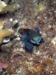 Unterwasserfotos Tauchbilder Tauchen Malapascua / Cebu / Philippinen