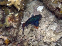 Unterwasserfotos Tauchbilder Tauchen Malapascua / Cebu / Philippinen