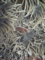 Unterwasserfotos Tauchbilder Tauchen Malapascua / Cebu / Philippinen