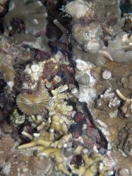 Unterwasserfotos Tauchbilder Tauchen Malapascua / Cebu / Philippinen