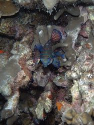 Unterwasserfotos Tauchbilder Tauchen Malapascua / Cebu / Philippinen