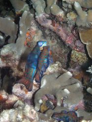Unterwasserfotos Tauchbilder Tauchen Malapascua / Cebu / Philippinen