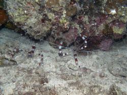 Unterwasserfotos Tauchbilder Tauchen Malapascua / Cebu / Philippinen