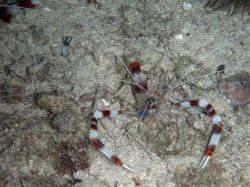 Unterwasserfotos Tauchbilder Tauchen Malapascua / Cebu / Philippinen