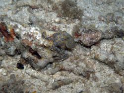 Unterwasserfotos Tauchbilder Tauchen Malapascua / Cebu / Philippinen