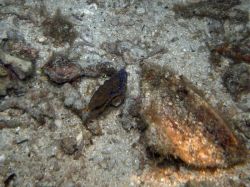 Unterwasserfotos Tauchbilder Tauchen Malapascua / Cebu / Philippinen