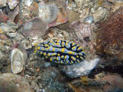 Unterwasserfotos Tauchbilder Tauchen Malapascua / Cebu / Philippinen