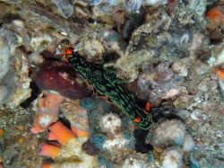 Unterwasserfotos Tauchbilder Tauchen Malapascua / Cebu / Philippinen