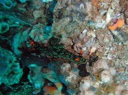 Unterwasserfotos Tauchbilder Tauchen Malapascua / Cebu / Philippinen