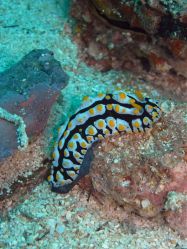 Unterwasserfotos Tauchbilder Tauchen Malapascua / Cebu / Philippinen