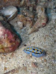 Unterwasserfotos Tauchbilder Tauchen Malapascua / Cebu / Philippinen