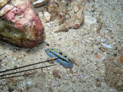 Unterwasserfotos Tauchbilder Tauchen Malapascua / Cebu / Philippinen